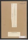 Diatomeae indet. Zeichnungen Sammlung Grunow Nr. 4527 (NHMW-BOT-W0372501)